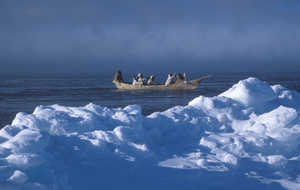Glaciation in the Atlantic. A group of Inupiat, in a leather boat,
make their way through ice floes during the making of a documentary
for the BBC. The film explains the 