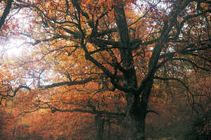 Roble. Quercus robur.