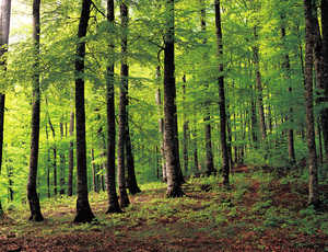 Beech trees are long and straight, making them ideal for building
keels. Although beech wood does not withstand alternating exposure
to water and air well, this did not pose a problem in the case of
the keels, which remained underwater at all times.