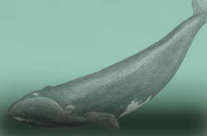 
The right whale (Eubalaena glacialis) is also known as the free
whale, Basque whale, Biscayan whale and whale of the Basques.
Here it is depicted to the same scale as the “chalupas”.