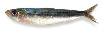 Shoal of sardines. The Red Bay “chalupa” was designed for whaling but it would
be wrong to think that this was its sole function. The Basques sent
expeditions to these same waters to fish for cod with long lines and
even the whalers fished for cod during off seasons. Along the Basque
coast, the chalupa was used not only for whaling but also for netting
sardines and probably also for other forms of fishing.