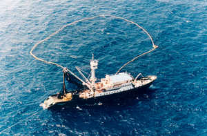 Modern tuna boat from the 1990s. Today's large deep-sea
tuna boats incorporate the most advanced tuna-catching technology.
They cast an enormous encircling net, which is spread out with
the help of powerful launches. The boats are guided by helicopters
carried on board. Among other areas, they now fish in the great
fishing grounds of the Indian Ocean