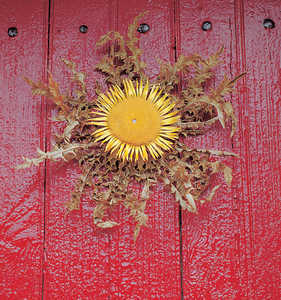 100.	The flower of the thistle is shaped like the sun and brings protection against evil spirits.