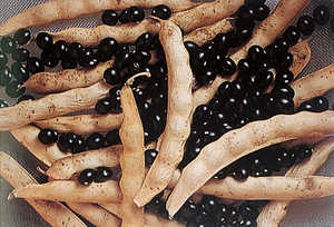 49.	La alubia se popularizo durante el siglo XIX como inmejorable compaera del maiz.
