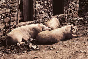 89.	Pigs lived apart from the other animals in the farmhouse. They were often left to wander freely around the vicinity of the house.