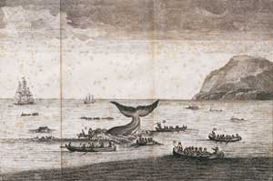 Chasse et capture des baleines.