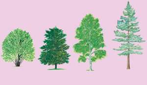 19. Espces qui formaient de petits bouquets d'arbres pendant la glaciation. Pin sylvestre, Aulne, Noisetier, Bouleau.