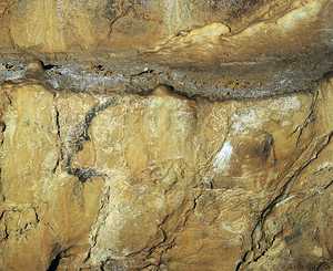 82. Bison peint, recouvert en son milieu par une couche stalagmitique.© Jess Altuna