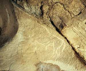 76. Carved bison. The brow-nose outline has been formed using a rocky edge in the cave wall.© Jess Altuna
