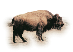 62. Gaur egungo bisontea, aurrealdeko ilajea ageri duela.© Xabi Otero