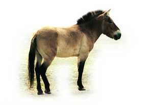 107. Present-day wild horse (Przewalski horse).© Jess Altuna