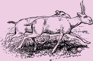 69. Antlope saiga, que vive actualmente en Kazastan, pero que lleg al Golfo de Bizkaia durante el Magdaleniense.