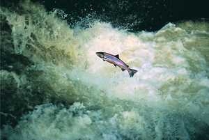 97. A salmon jumps the rapids.© Xabi Otero