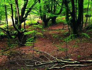 95. Closely-pruned beech trees, a sign of the intensive use of the woods to obtain charcoal.