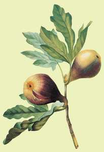133. Figues.