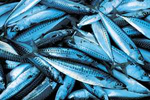 142. One of the ingredients of fish sauce was mackerel.© Xabi Otero