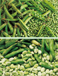 132. Peas (Pisum sativum) and broad beans (Vicia faba).© Lamia