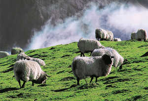 139. Sheep (Ovis aries).© Xabi Otero