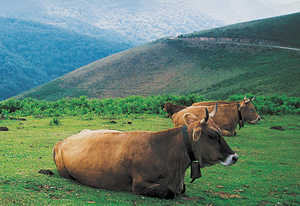140. Cow (Bos taurus).© Xabi Otero