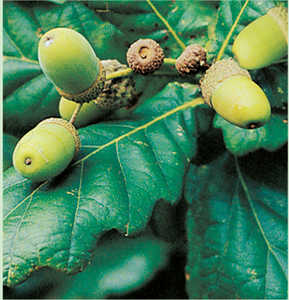 144. La recogida de frutos y semillas ser un importante complemento en la alimentacin. Bellotas de roble.© Lamia