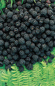 151. Blackberries.© Lamia